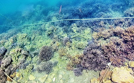 mechanical abuse of corals